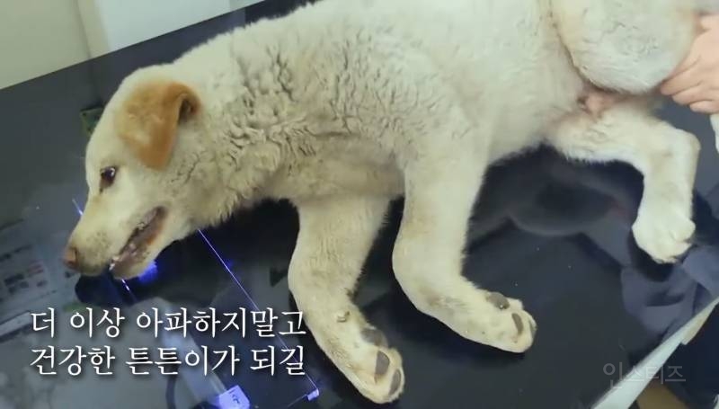 학대 받다 버려진 유기견 회복 시켜 주려고 모듬 소고기 구워 주는 사람들 | 인스티즈
