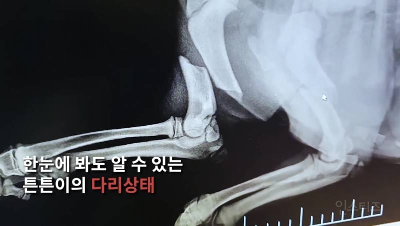 학대 받다 버려진 유기견 회복 시켜 주려고 모듬 소고기 구워 주는 사람들 | 인스티즈