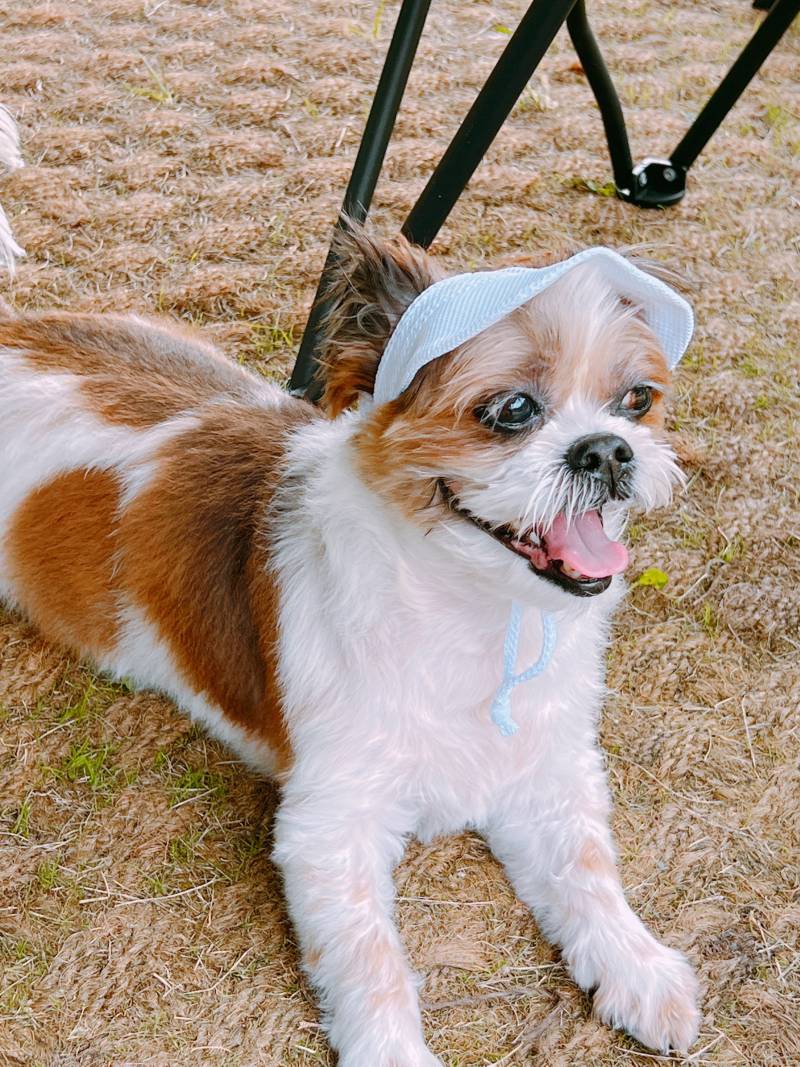 우리 애기 무지개다리 건넜다...항상 잘 해줘 | 인스티즈