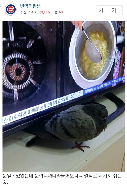 집에 돌아왔는데 tv앞에 비둘기가 이러고 있으면 | 인스티즈