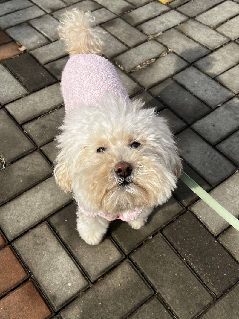 햇빛때매 눈부신 강아지 볼래? | 인스티즈