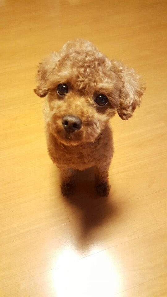 [잡담] 와 엑스원 팬들아 한결이가 형준이 닮았다고 보여준 한별이(한결이네 강아지) 사진 기억해?? | 인스티즈