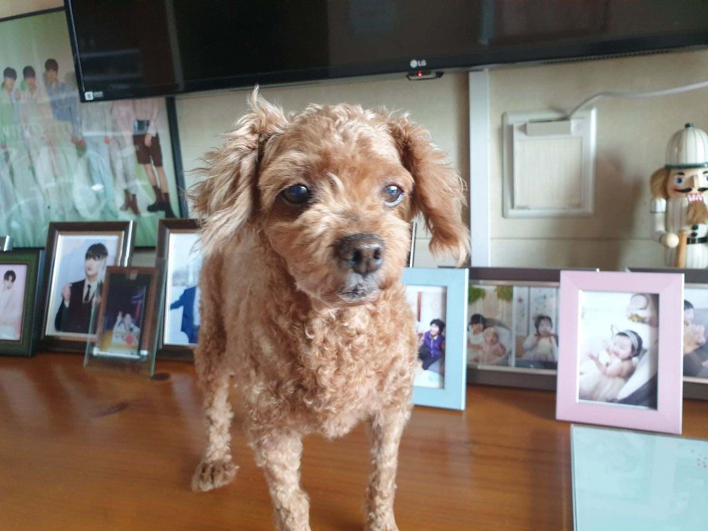 [잡담] 와 엑스원 팬들아 한결이가 형준이 닮았다고 보여준 한별이(한결이네 강아지) 사진 기억해?? | 인스티즈