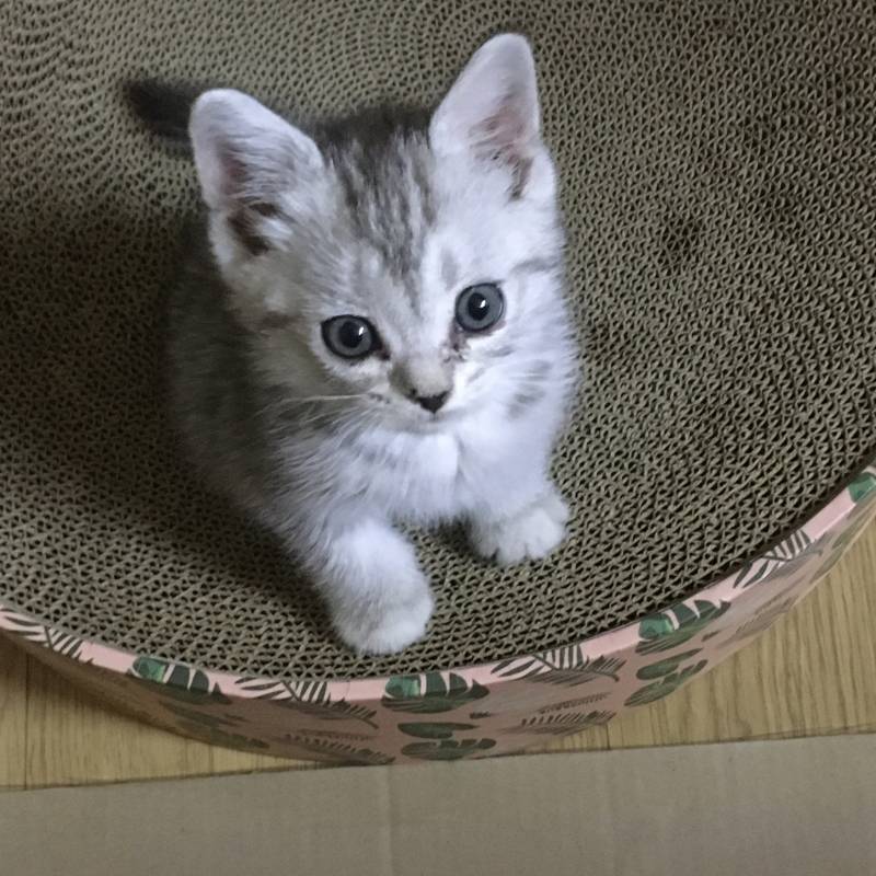 오늘 소중히 모셔온 울 집 공주님인데 떠오르는 이미지 있나요 ㅠㅠ | 인스티즈
