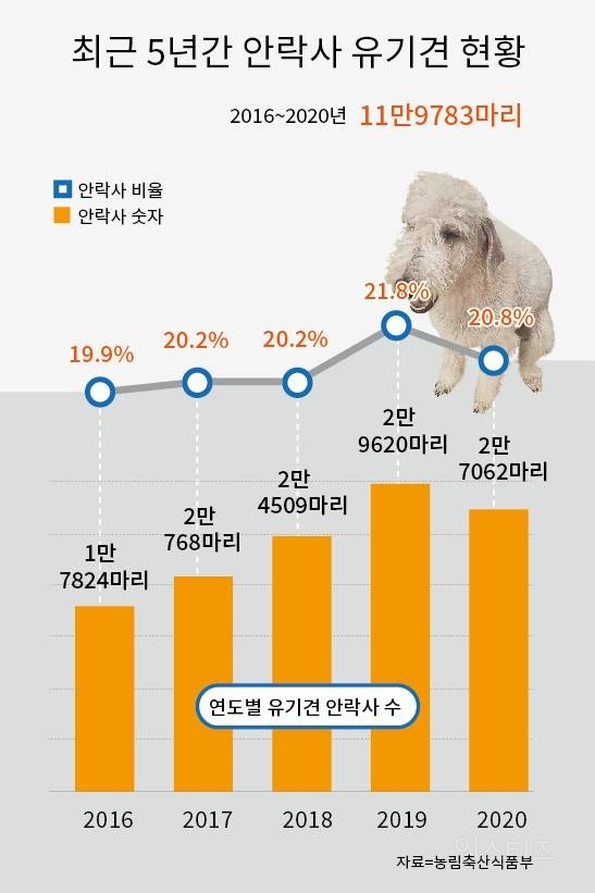 학대 받은 유기견 소고기로 힐링 시켜 주는 사람들 | 인스티즈