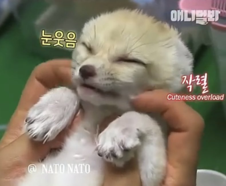 [잡담] 남돌 중 이 둘이 여우상 TOP2 같아 | 인스티즈