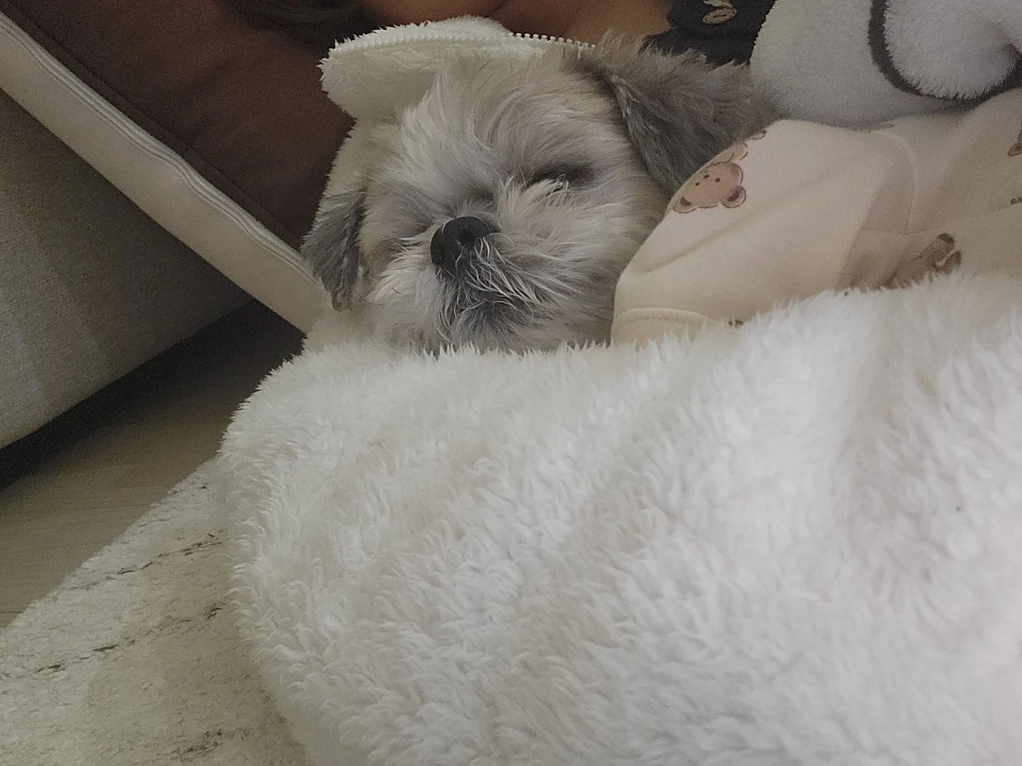 [잡담] 내 본진 강아지 보구 갈래..?? | 인스티즈