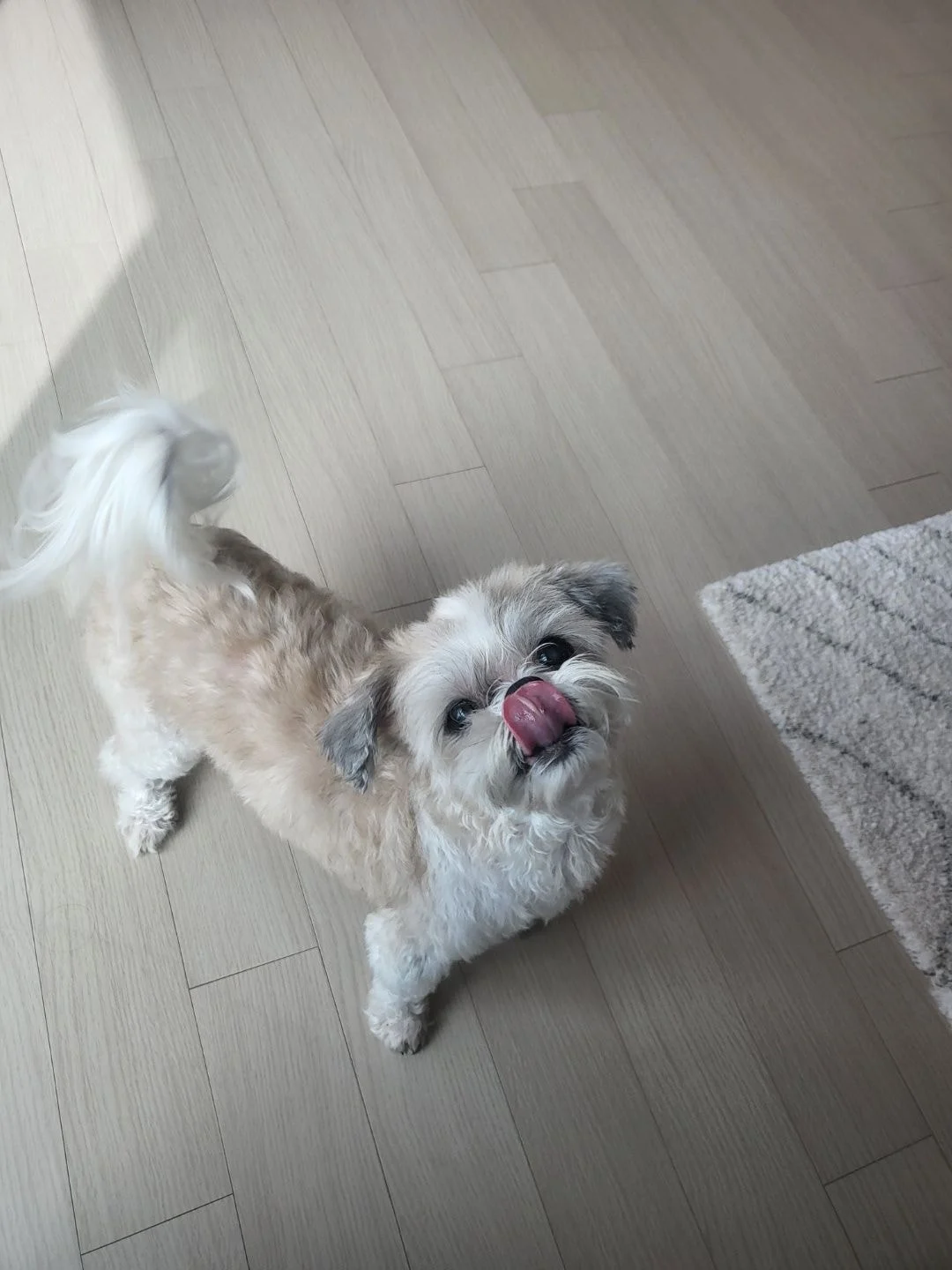 [잡담] 내 본진 강아지 보구 갈래..?? | 인스티즈