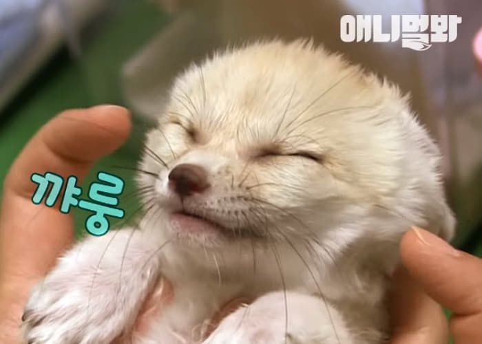 [잡담] 나 솔직히 덕깍지 빼고도 내새끼 사막여우상 레전드라고 생각함 주어 양정인 | 인스티즈