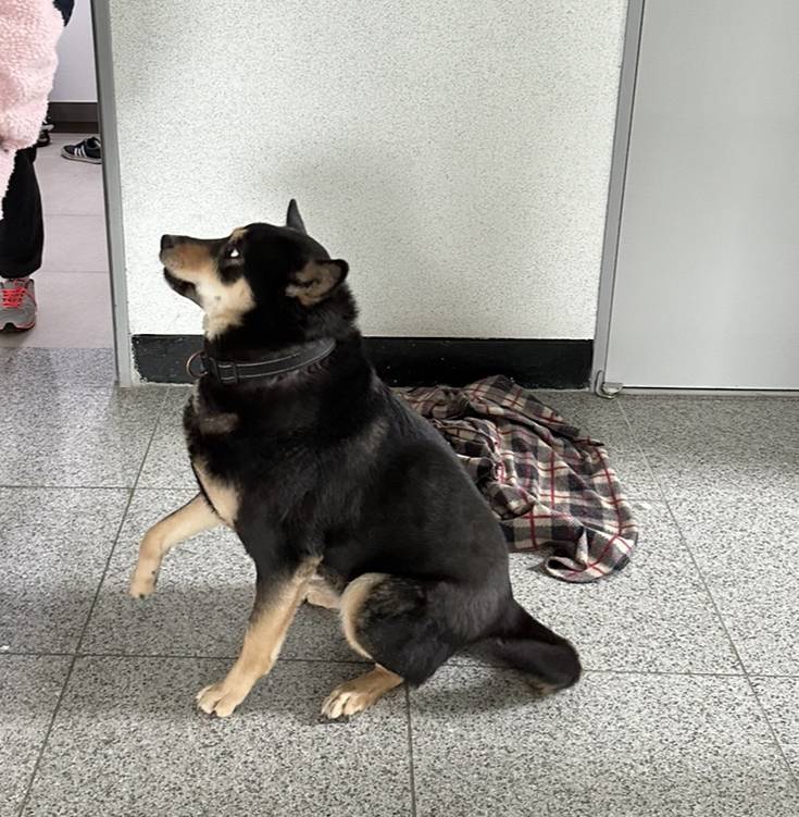 진도개 키우는 애들아 이거 맞아? | 인스티즈