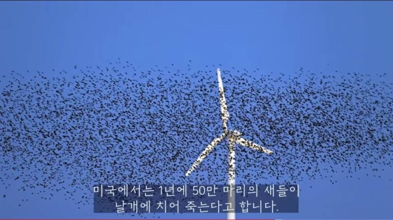 조류공포증사람들이 새때보면 무슨생각들까 | 인스티즈