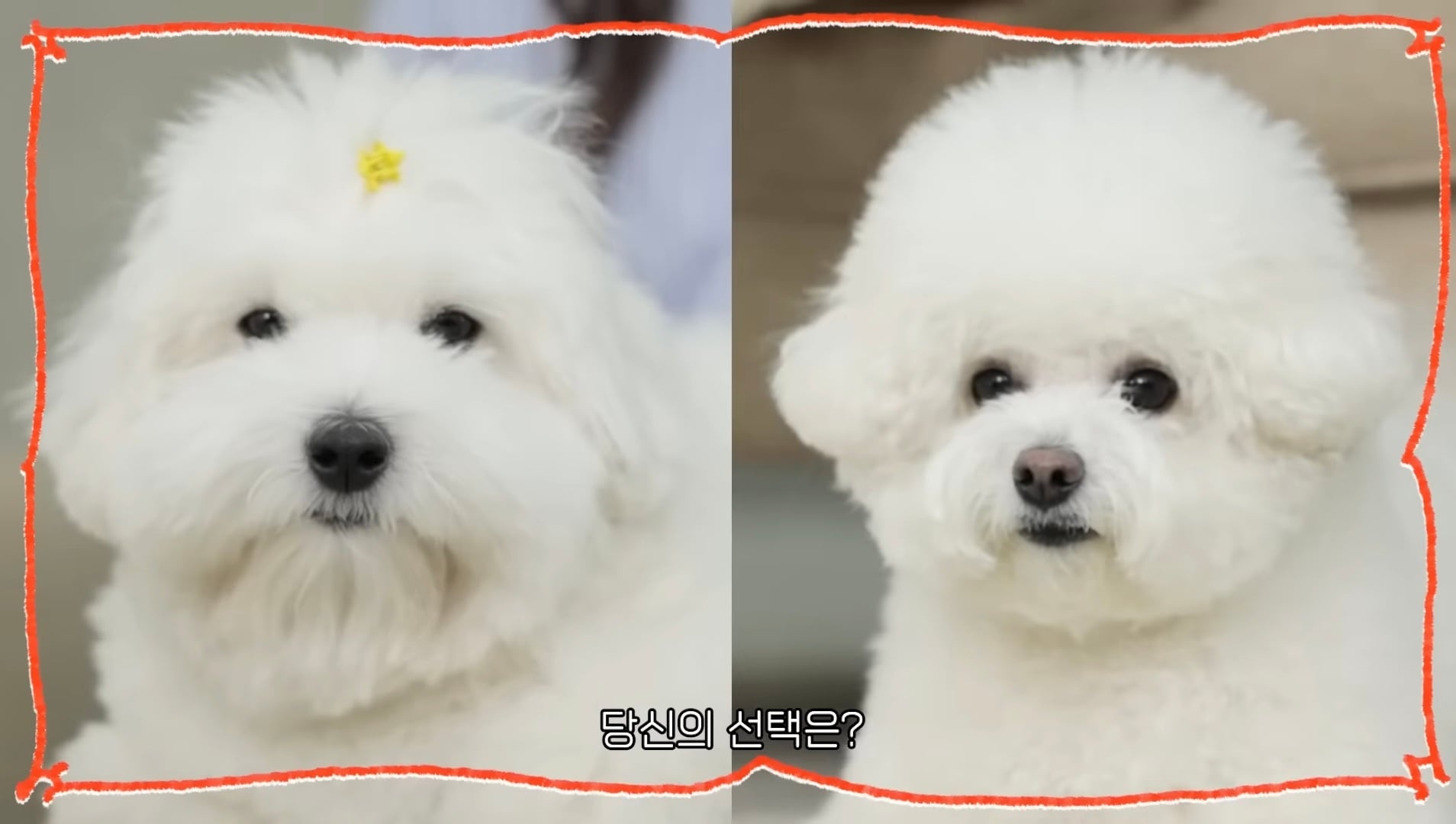 [잡담] 희두나연 강아지 진짜 나연희두 닮았다 | 인스티즈