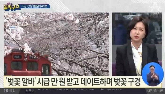 익들은 벚꽃알바 구하는사람 이해간다 vs 왜 저렇게까지? 어느쪽임? | 인스티즈