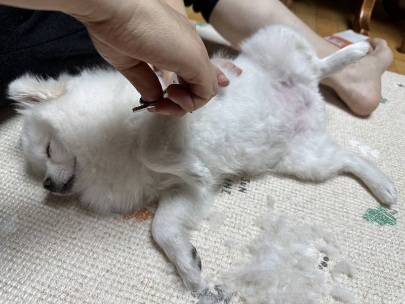 털깎는데 자는 강아지 봤어? | 인스티즈