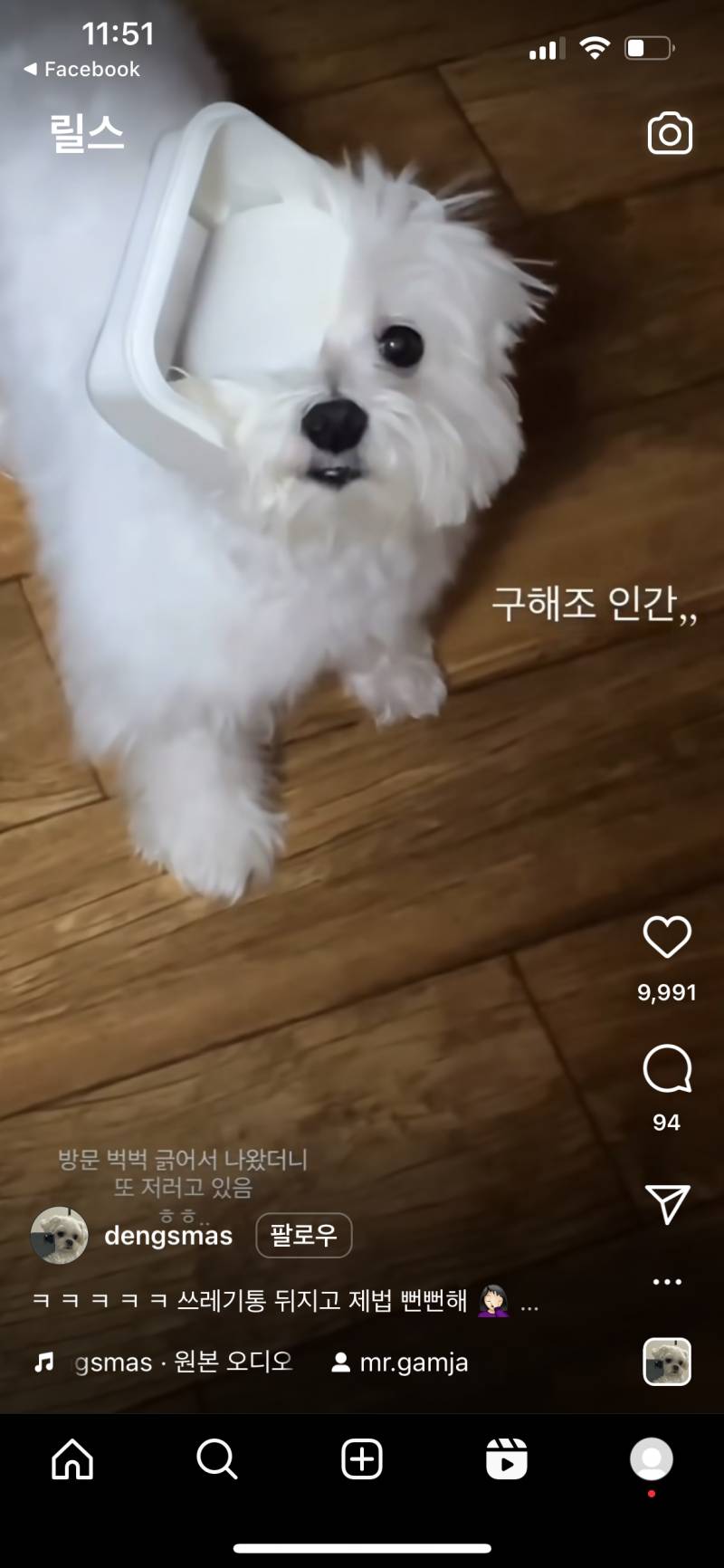 이 강아지 대체 어떻게 된건지 설명해줄 수 있는 사람 | 인스티즈