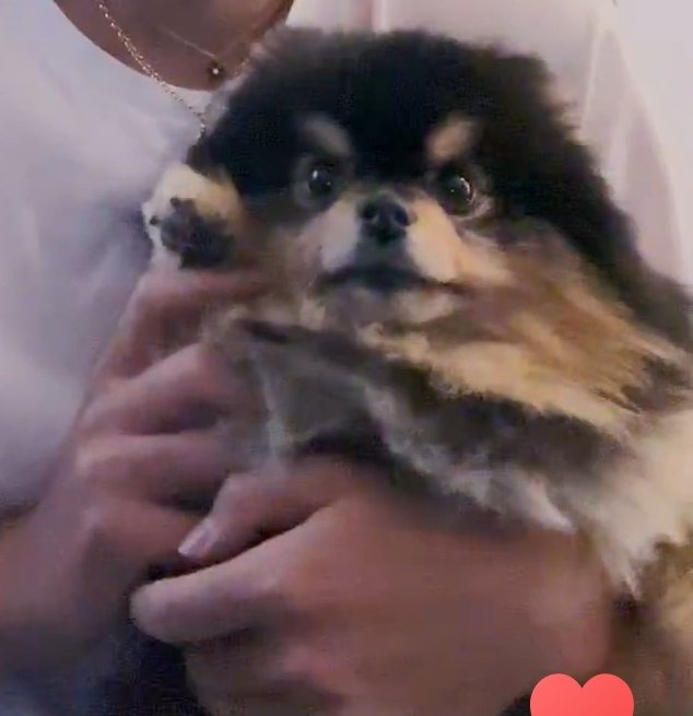 [잡담] 연탄이 진짜 잘생겼어... 근데 귀여워 | 인스티즈