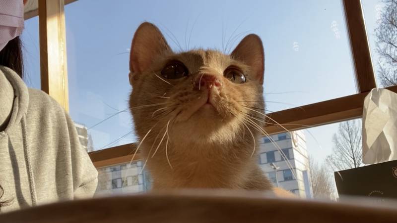 고양이 | 인스티즈