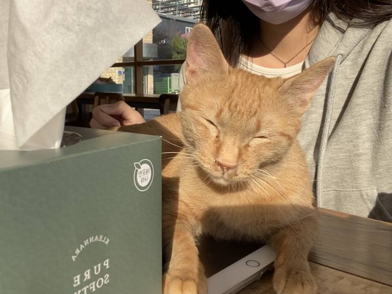 고양이 | 인스티즈