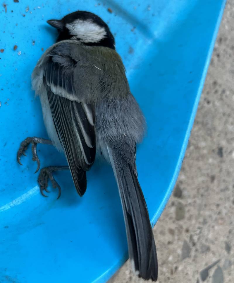 오늘 우리 사장 및ㅊ친 떠ㅓ라이 스애끼가 한 짓 좀 볼래??귀여운 새의 시체가 있어서(혐오주의) | 인스티즈