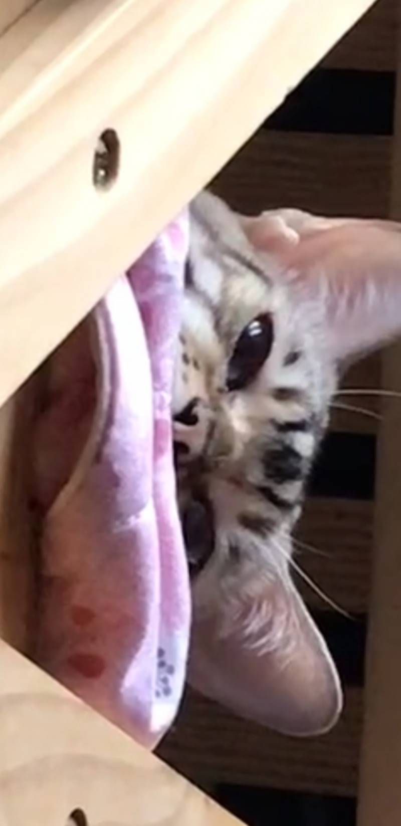 빨리 고양이 하트 콧구멍좀 봐줘!!! | 인스티즈