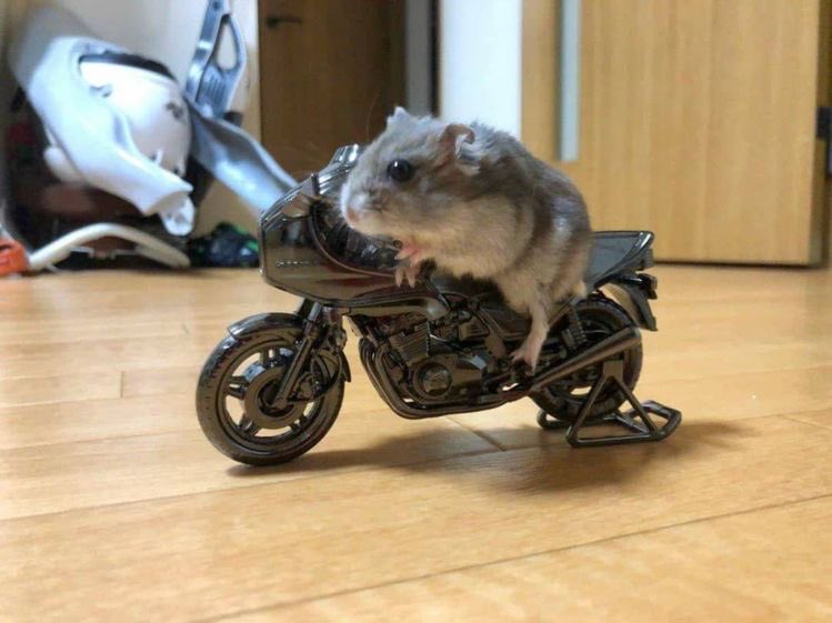 [잡담] 장하오 성한빈 톰보이 | 인스티즈