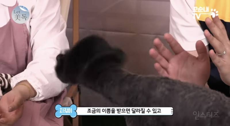 못 생겼다는 이유로 버려져서 안락사 위기였던 강아지 | 인스티즈