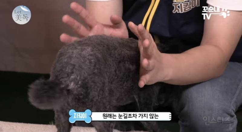 못 생겼다는 이유로 버려져서 안락사 위기였던 강아지 | 인스티즈