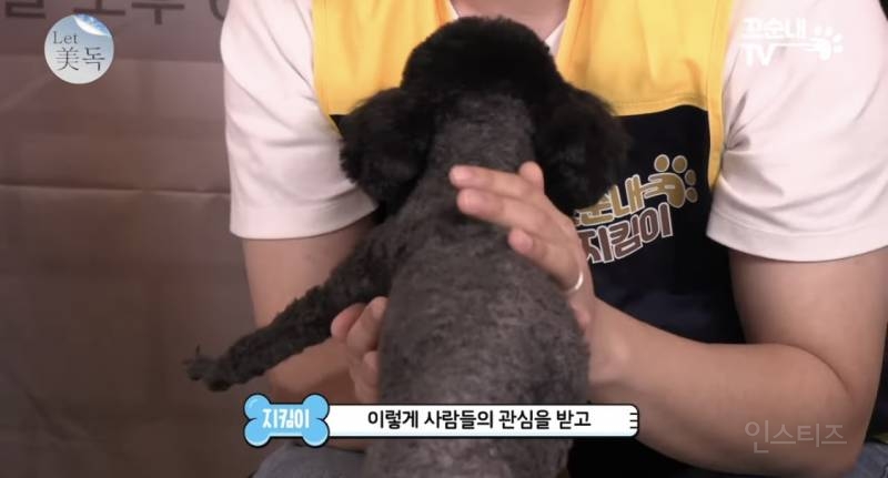 못 생겼다는 이유로 버려져서 안락사 위기였던 강아지 | 인스티즈