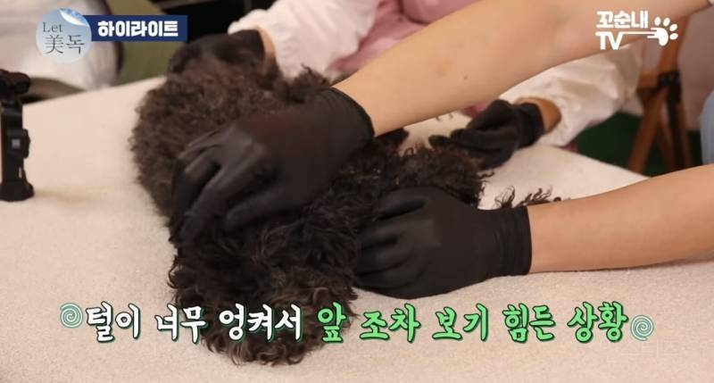 못 생겼다는 이유로 버려져서 안락사 위기였던 강아지 | 인스티즈