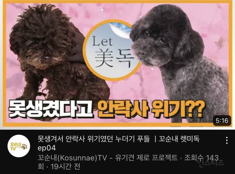 못 생겼다는 이유로 버려져서 안락사 위기였던 강아지 | 인스티즈