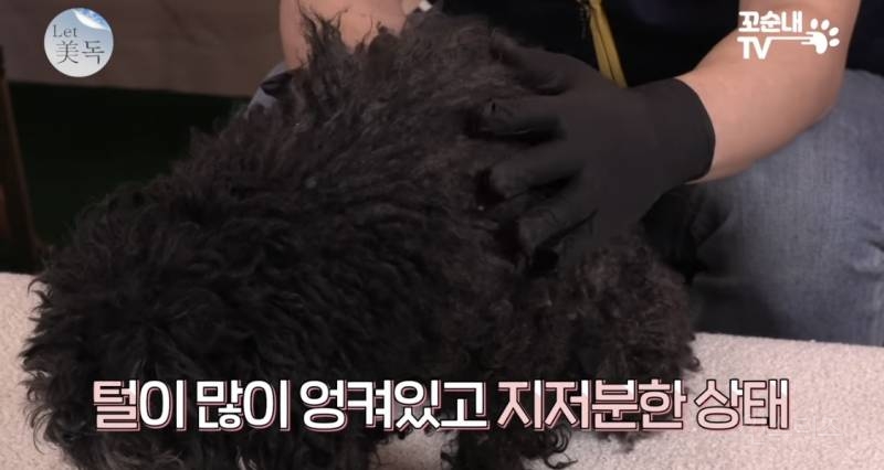 못 생겼다는 이유로 버려져서 안락사 위기였던 강아지 | 인스티즈
