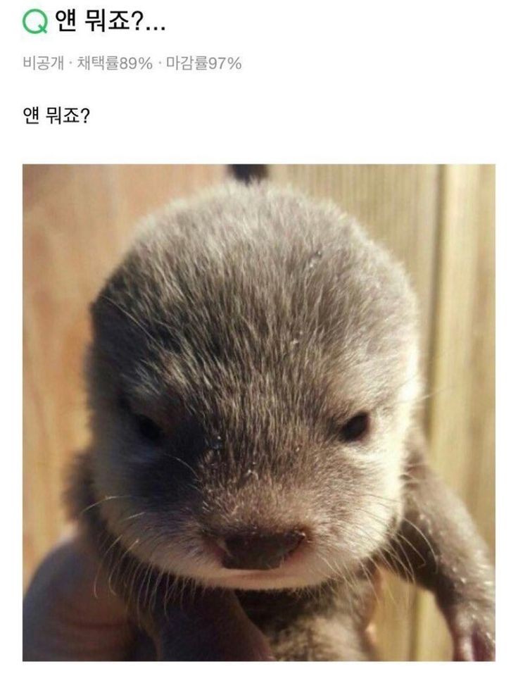 [잡담] 디노같다 | 인스티즈