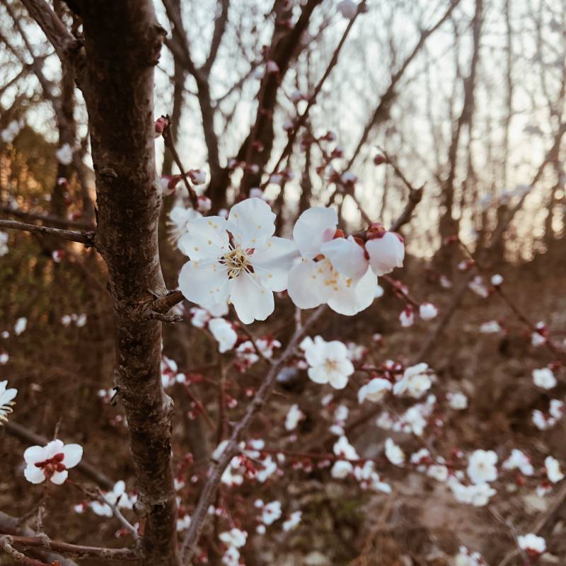 나 지금 시골에 있는뎅 꽃핀거 보여줄까‼️ | 인스티즈