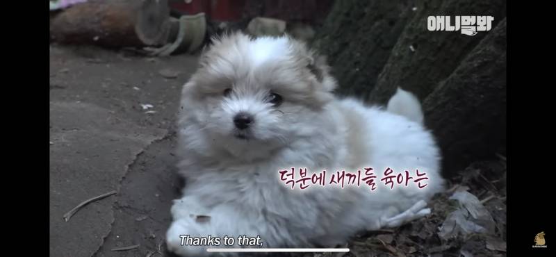 다들 동물농장 이거 봄 ? 아직도 안 봄? | 인스티즈