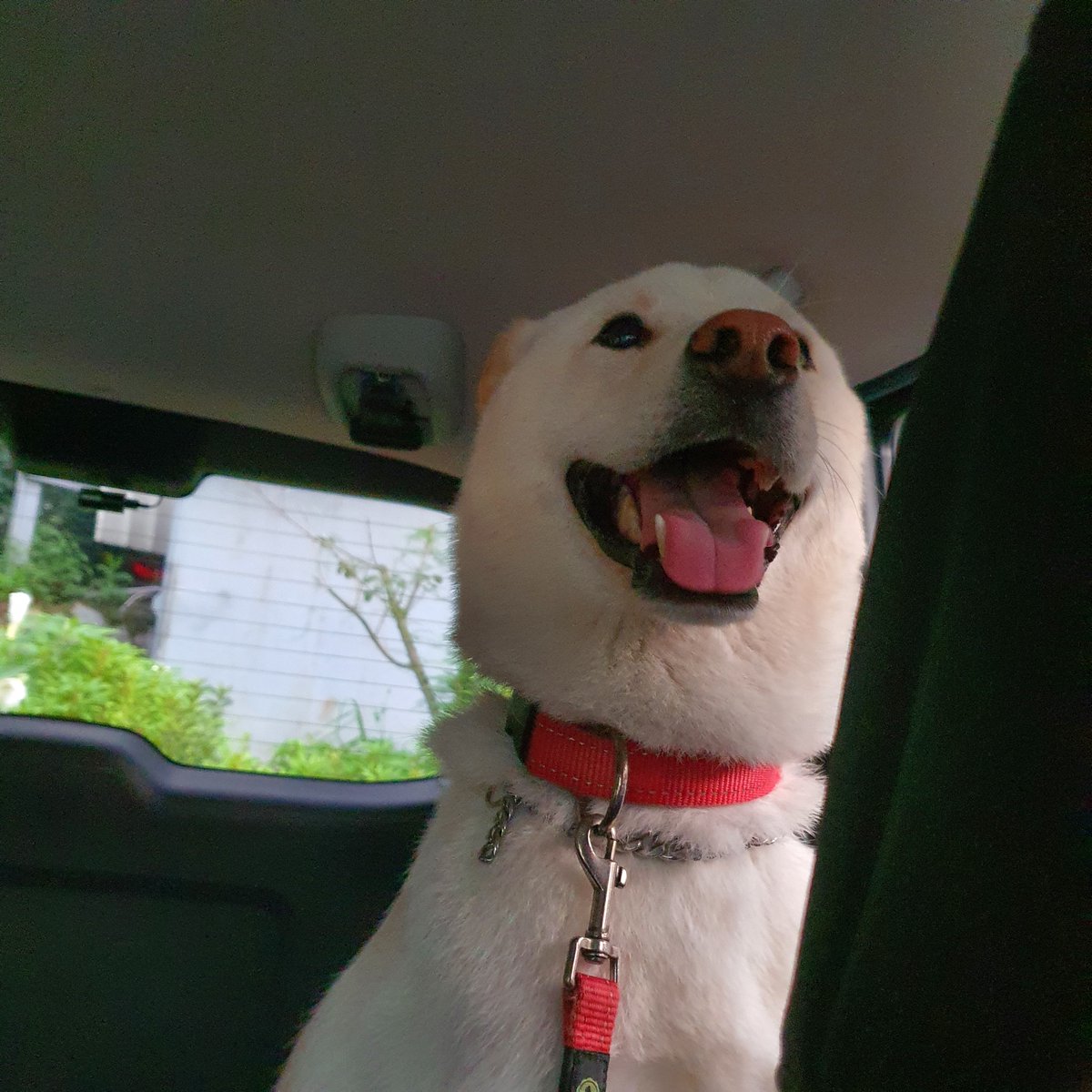 [잡담] 정민규는 본인 강아지랑 닮았다~ 수준도 아니고 | 인스티즈