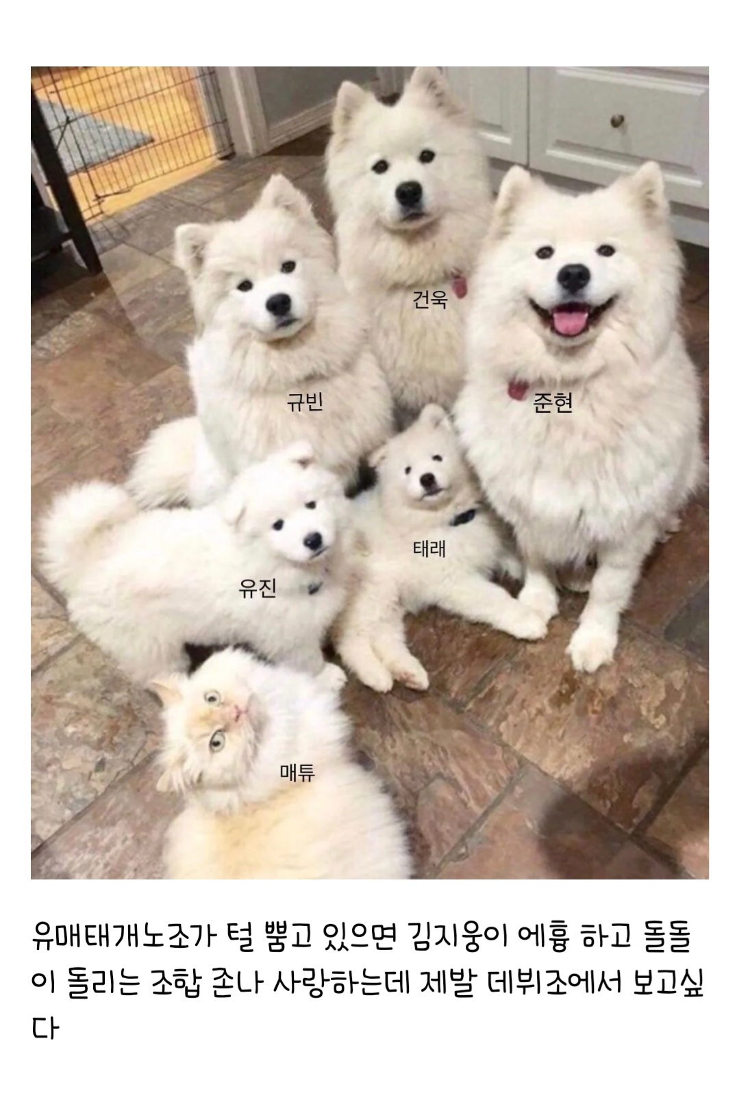 [잡담] 유매태개노조 견주집사 김지웅ㅋㅋㅋㅋㅋ | 인스티즈