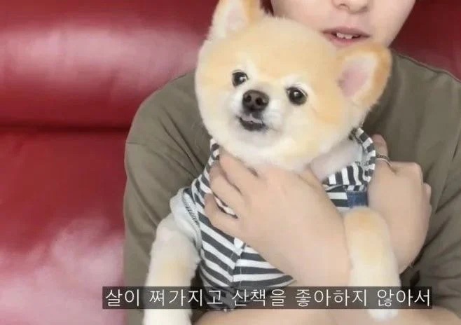 [잡담] 보플 누구 강아지게 맞춰봐 | 인스티즈