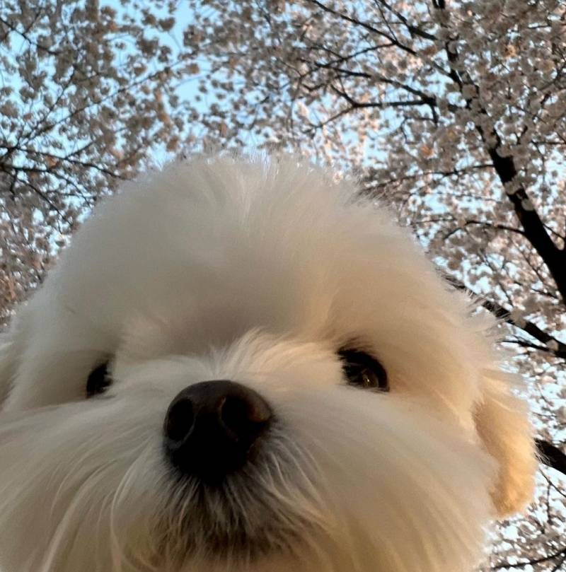 꽃보러 갔다가 셀카 찍어봤는데 어떰 | 인스티즈