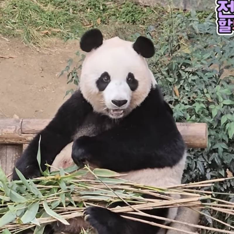 [잡담] 판다) 진짜 미판이야...ㅠㅠ | 인스티즈
