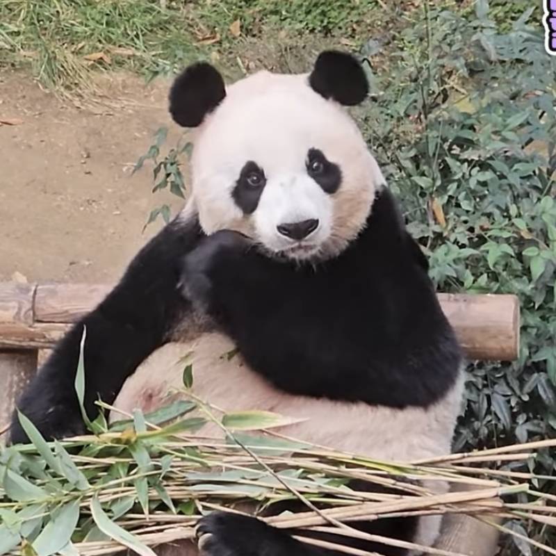 [잡담] 판다) 진짜 미판이야...ㅠㅠ | 인스티즈