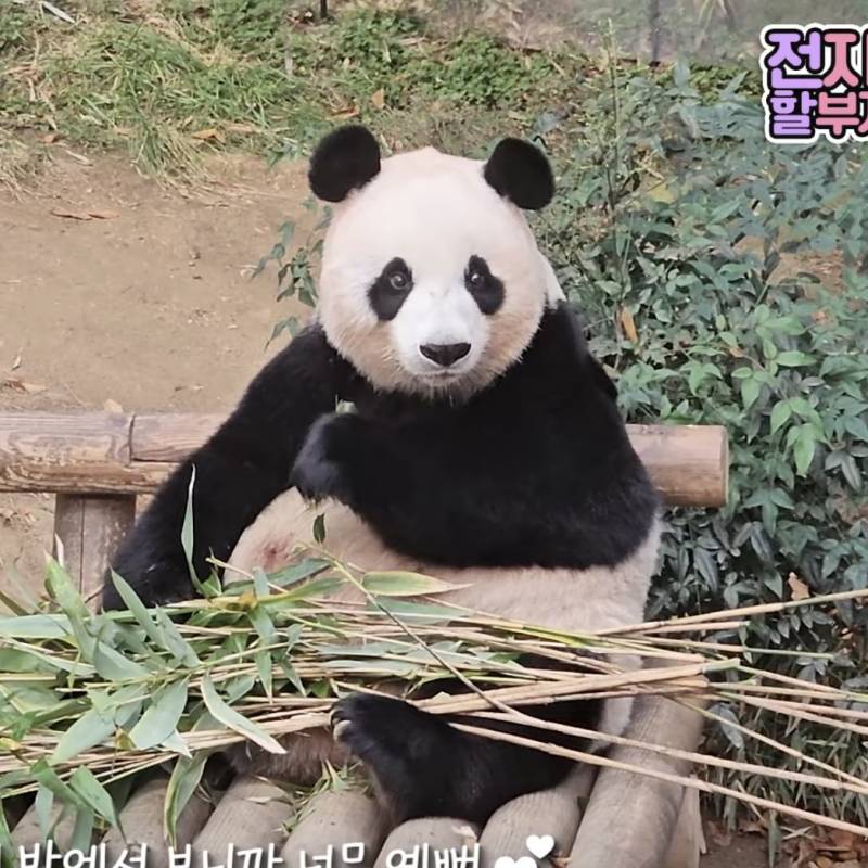 [잡담] 판다) 진짜 미판이야...ㅠㅠ | 인스티즈