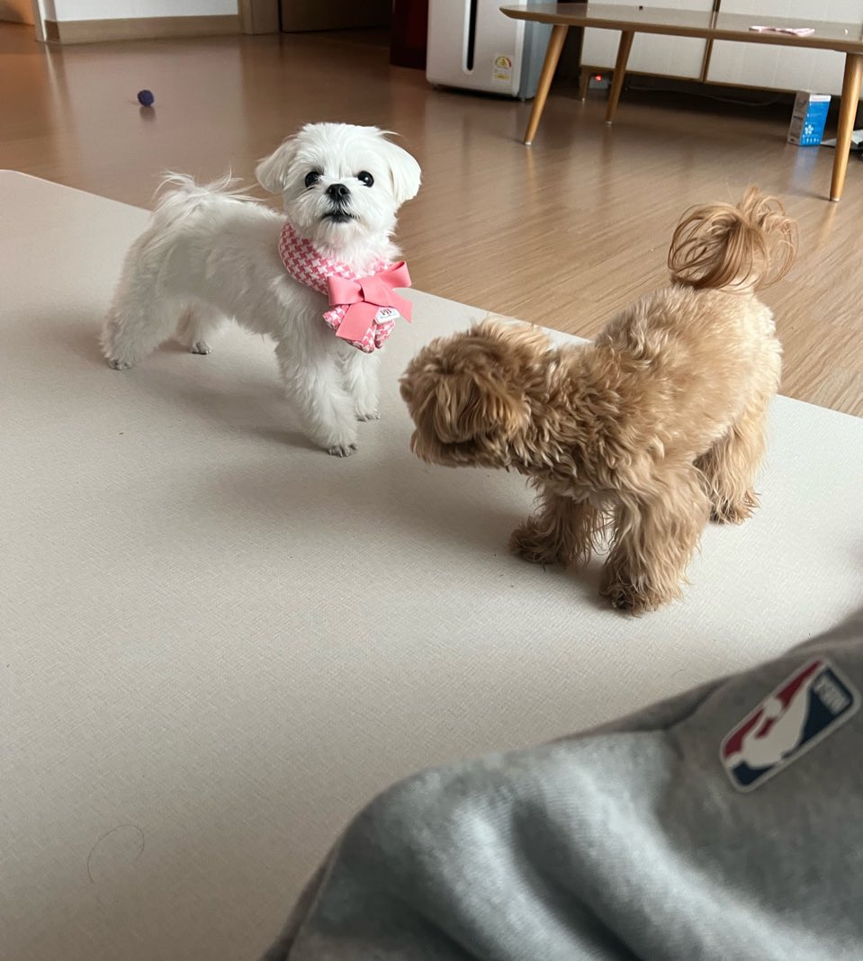 [잡담] 성찬이 이 강아지 두마리 사진? 어디에 올라온거야? | 인스티즈
