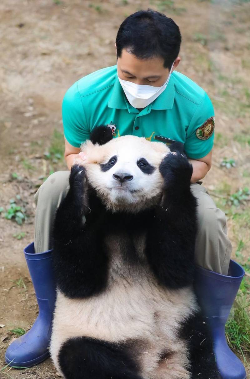 [잡담] 하 푸바오 이 사진 ㄹㅇ 포스터로 만들고 방에 걸어놓고 싶어 | 인스티즈