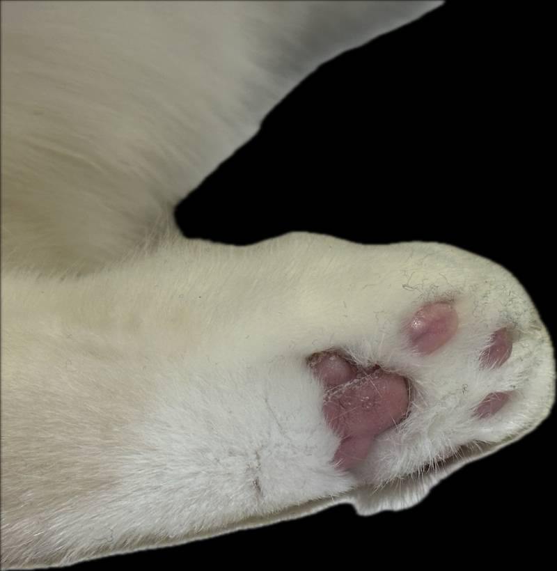 [잡담] 고양이 젤리! | 인스티즈
