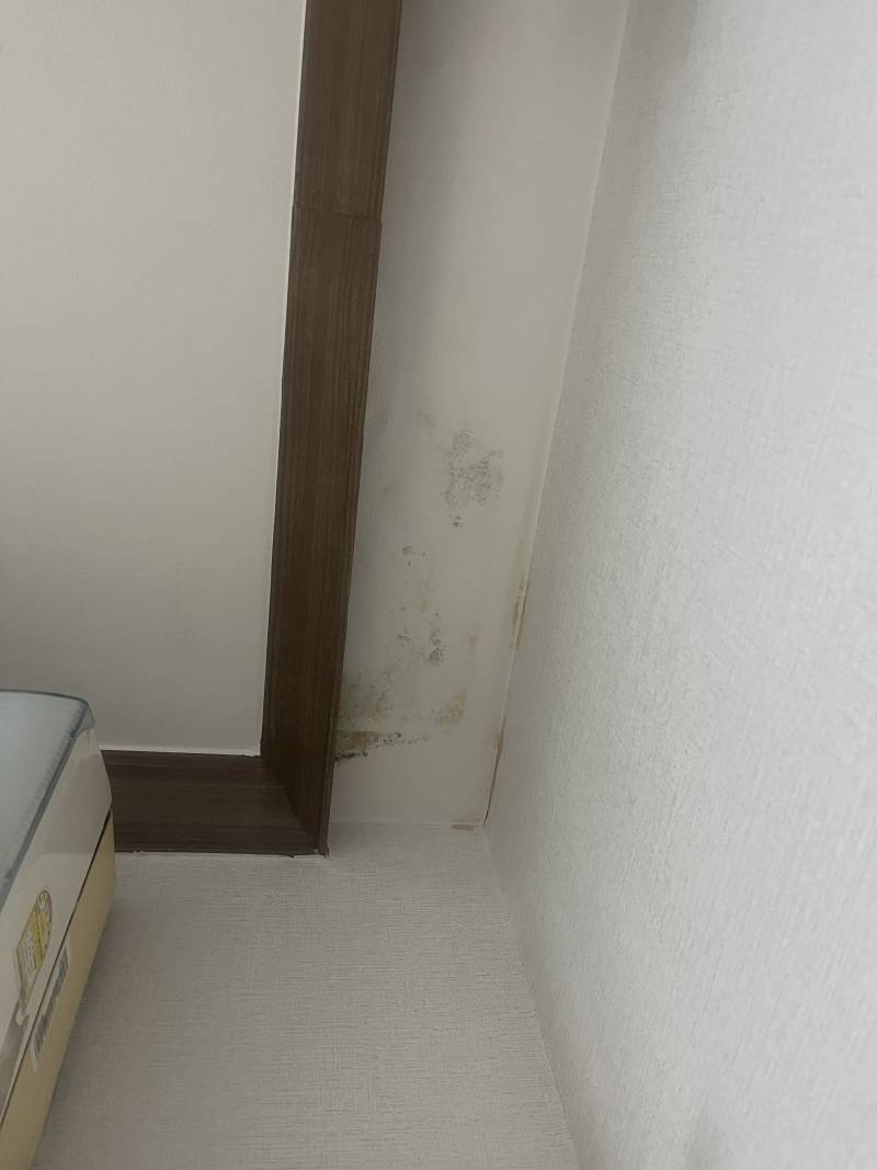 [잡담] 원룸 곰팡이 물어내야해? | 인스티즈