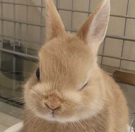 [잡담] 도영이들아 토끼짤 좀 줄랭 | 인스티즈