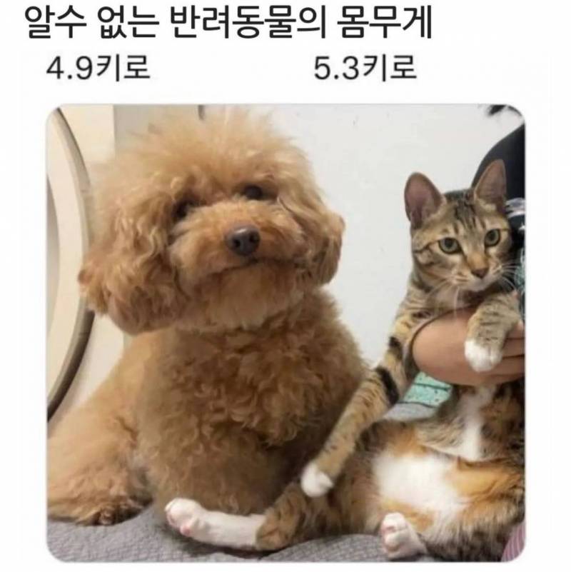 [잡담] 집사 익들 있어??? 도와주라 ㅠㅠ 물토를 했는데 (물토 사진 있음) | 인스티즈