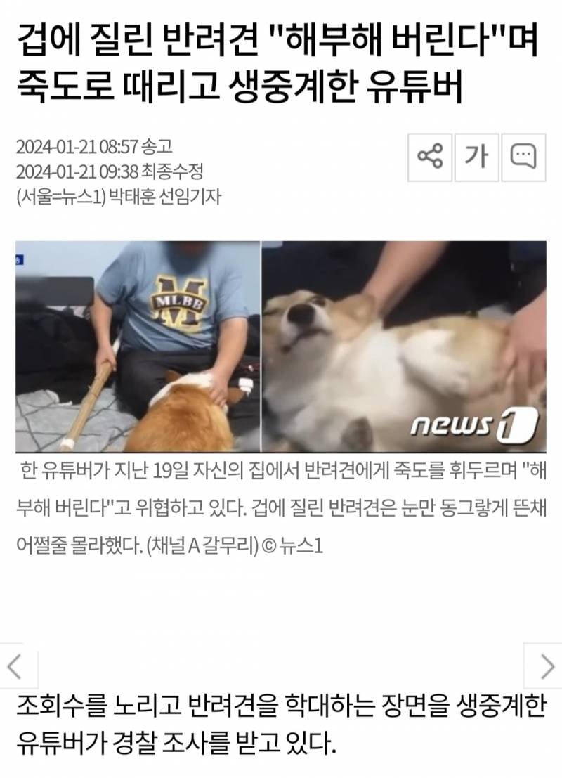 겁에 질린 반려견 "해부해 버린다"며 죽도로 때리고 생중계한 유튜버 | 인스티즈