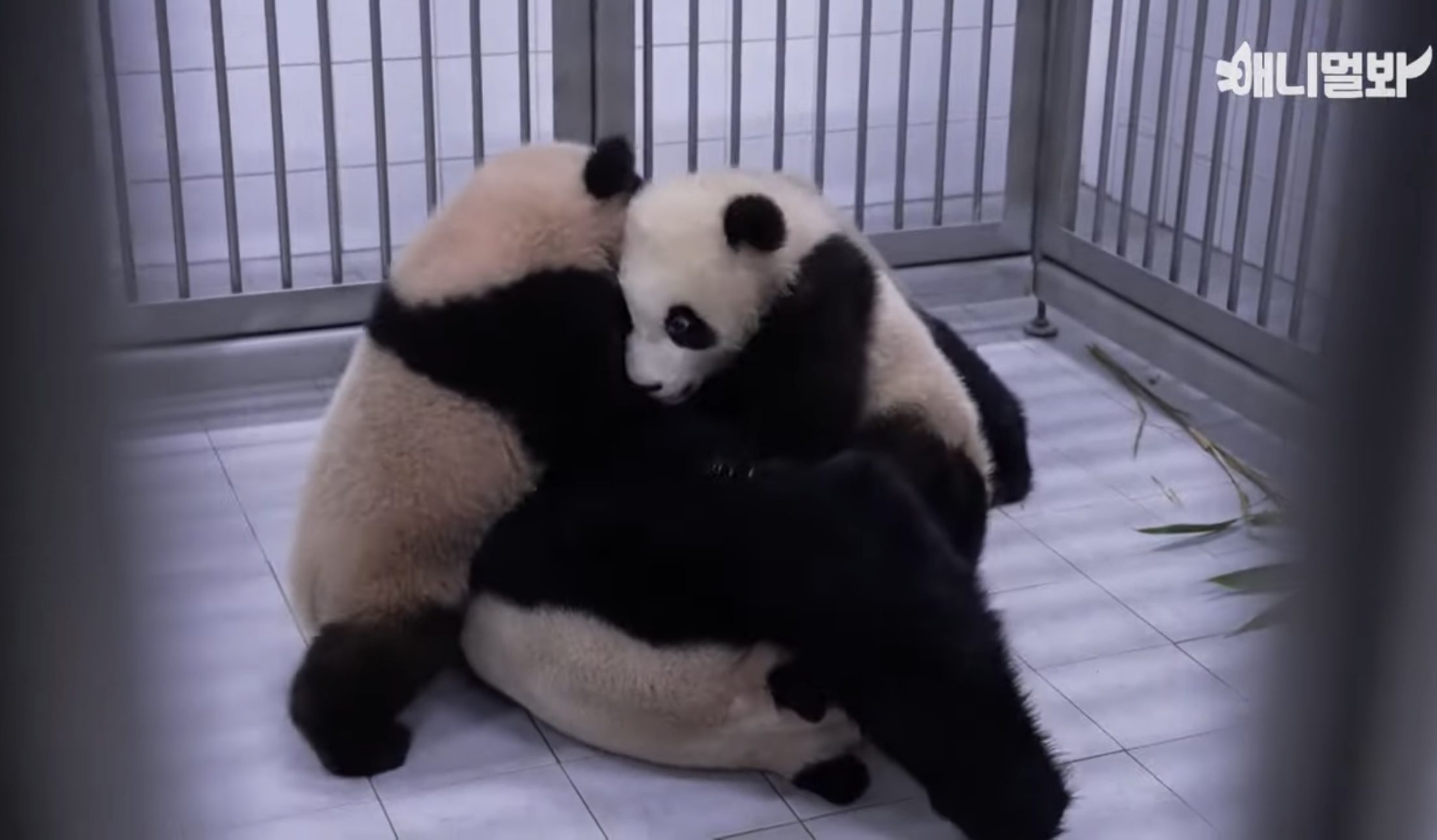 [잡담] 아이바오 화이팅...... | 인스티즈