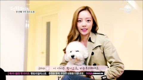 [정보/소식] 카라 故구하라가 키우던 강아지 팡이 무지개 다리 건너.jpg | 인스티즈
